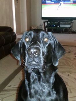 post-1868-0-64462000-1378224691_thumb.jp