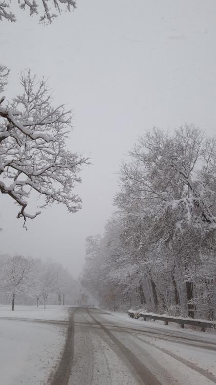 Photography.snow. nov 22.1.jpg