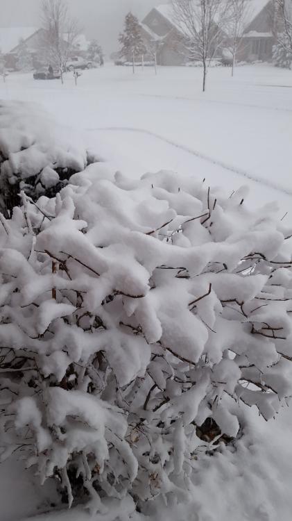 Photography.snow. nov 22.2.jpg