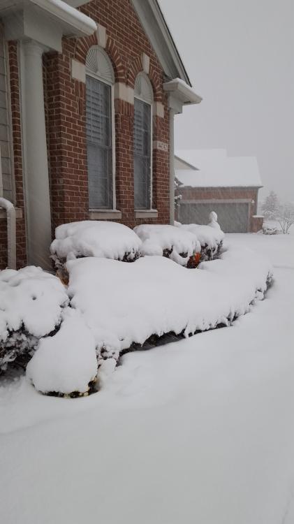 Photography.snow. nov 22.3.jpg