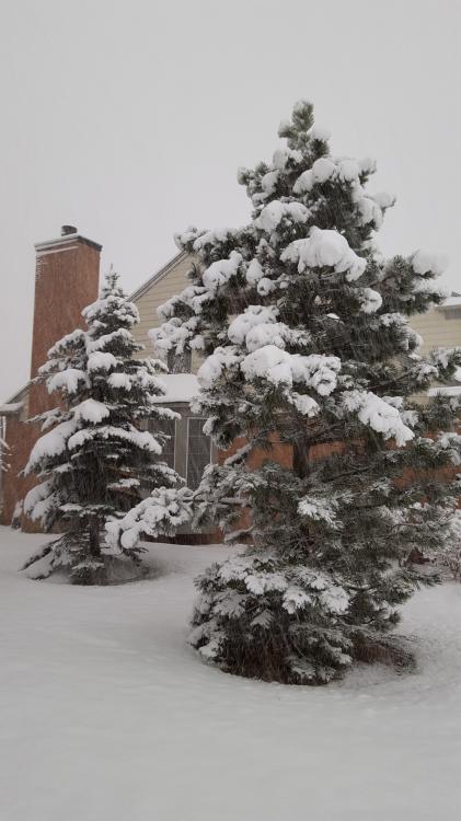 Photography.snow. nov 22.4.jpg